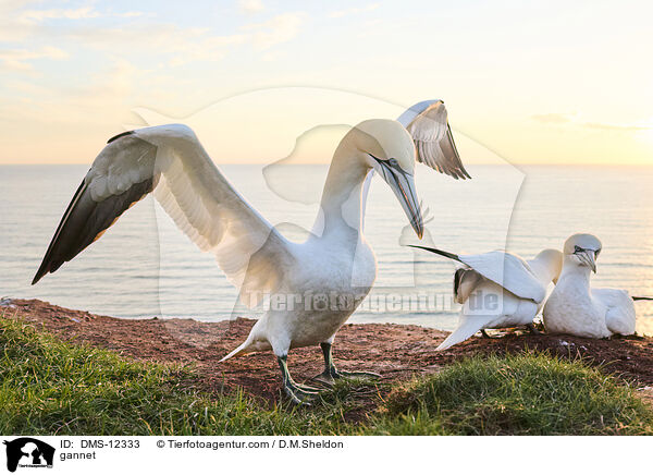 Basstlpel / gannet / DMS-12333