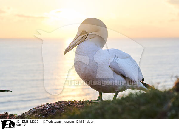 Basstlpel / gannet / DMS-12335