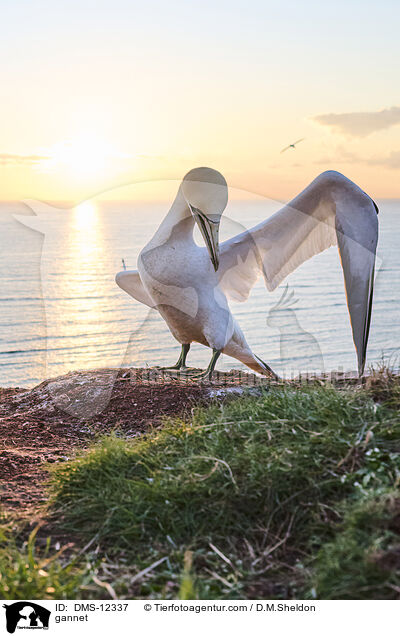 Basstlpel / gannet / DMS-12337