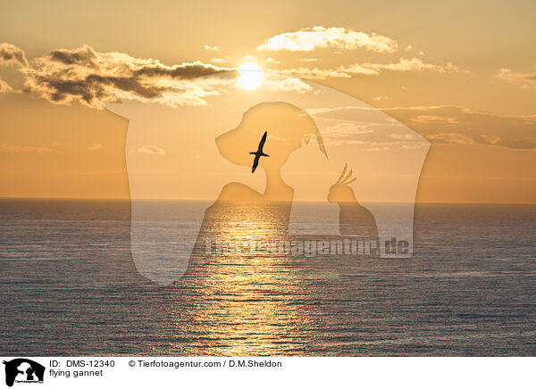 fliegender Basstlpel / flying gannet / DMS-12340