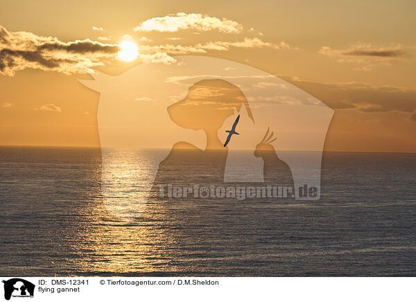 fliegender Basstlpel / flying gannet / DMS-12341