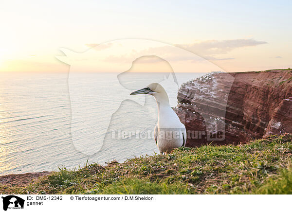 Basstlpel / gannet / DMS-12342