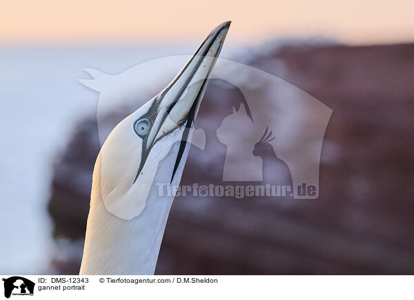 Basstlpel Portrait / gannet portrait / DMS-12343