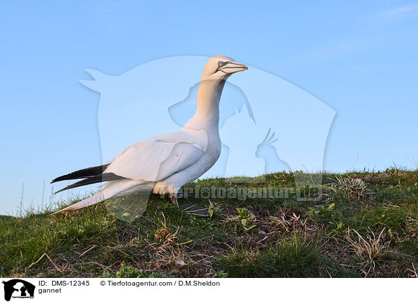 Basstlpel / gannet / DMS-12345