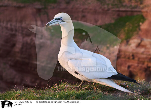 Basstlpel / gannet / DMS-12347