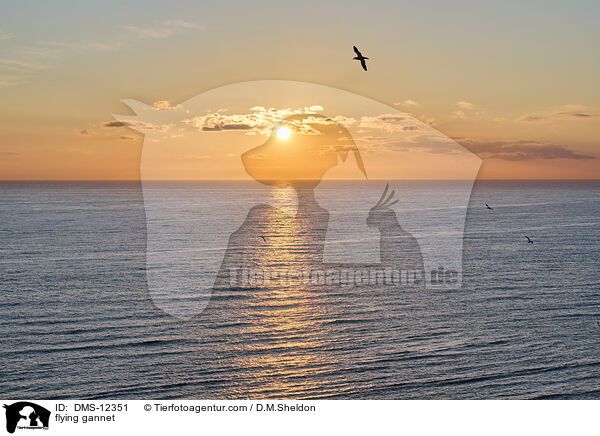 fliegender Basstölpel / flying gannet / DMS-12351