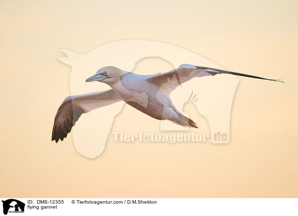 fliegender Basstlpel / flying gannet / DMS-12355