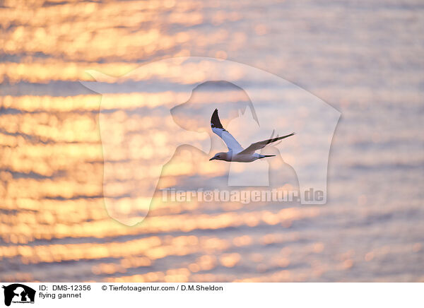 fliegender Basstölpel / flying gannet / DMS-12356
