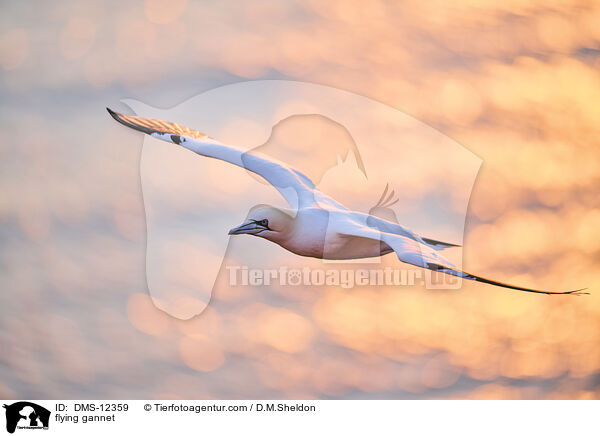 fliegender Basstlpel / flying gannet / DMS-12359