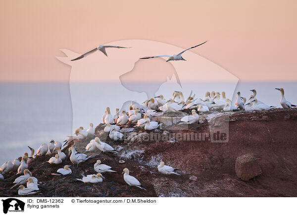 fliegende Basstlpel / flying gannets / DMS-12362