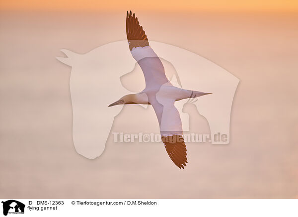 fliegender Basstlpel / flying gannet / DMS-12363