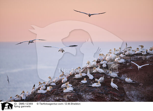 fliegende Basstölpel / flying gannets / DMS-12369