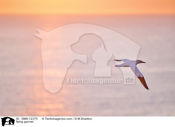 fliegender Basstlpel / flying gannet / DMS-12375
