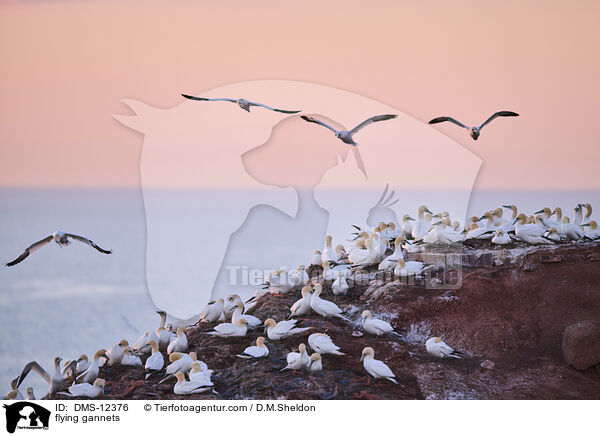 fliegende Basstlpel / flying gannets / DMS-12376