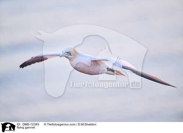 fliegender Basstlpel / flying gannet / DMS-12383