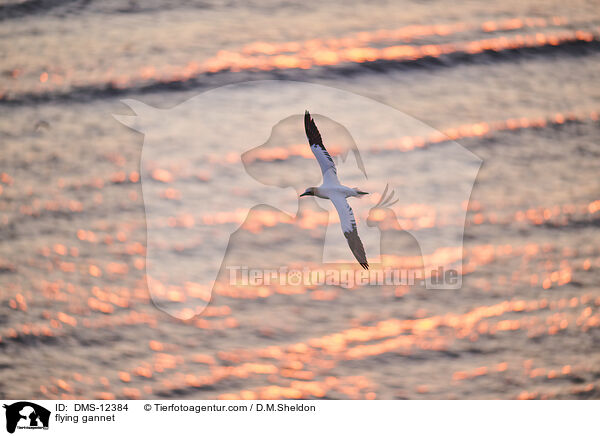 fliegender Basstlpel / flying gannet / DMS-12384