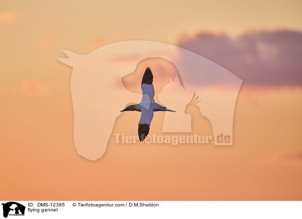 fliegender Basstlpel / flying gannet / DMS-12385