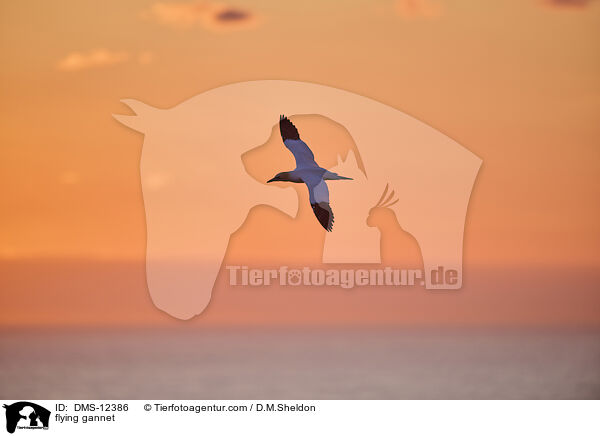 fliegender Basstlpel / flying gannet / DMS-12386