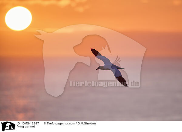 fliegender Basstlpel / flying gannet / DMS-12387