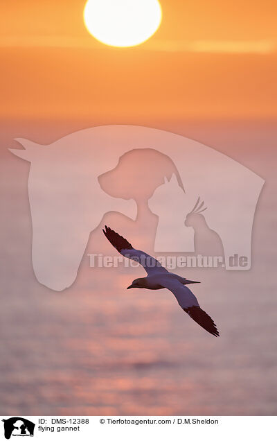 fliegender Basstlpel / flying gannet / DMS-12388