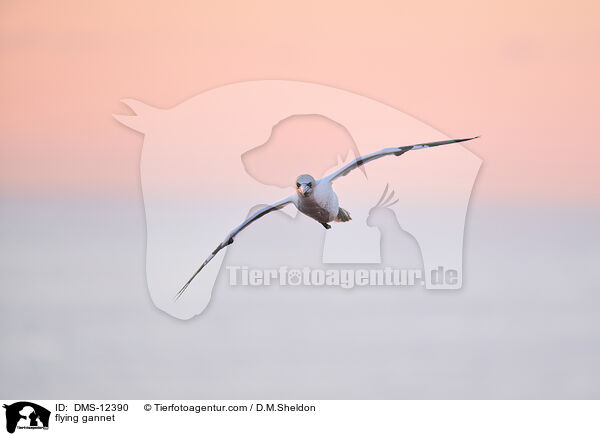 fliegender Basstlpel / flying gannet / DMS-12390