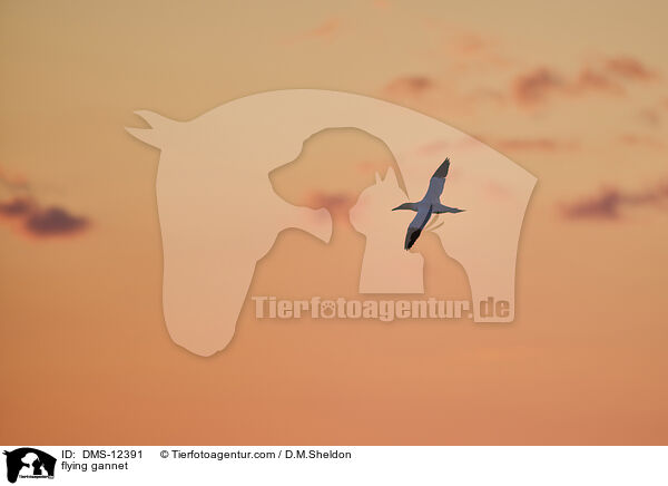 fliegender Basstlpel / flying gannet / DMS-12391