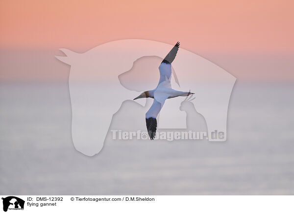 fliegender Basstlpel / flying gannet / DMS-12392