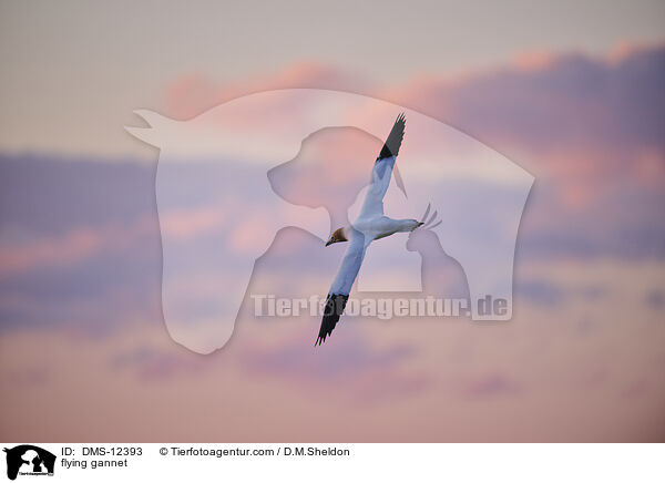 fliegender Basstlpel / flying gannet / DMS-12393