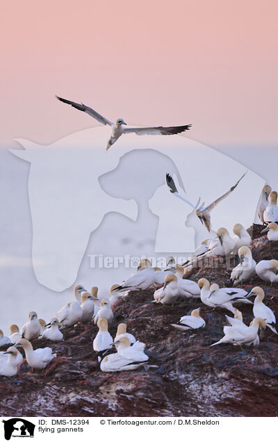 fliegende Basstlpel / flying gannets / DMS-12394
