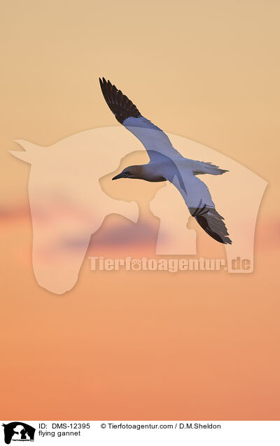 fliegender Basstlpel / flying gannet / DMS-12395