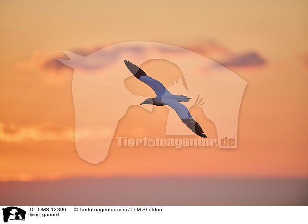 fliegender Basstlpel / flying gannet / DMS-12396