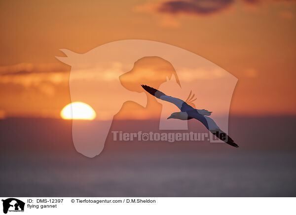 fliegender Basstlpel / flying gannet / DMS-12397