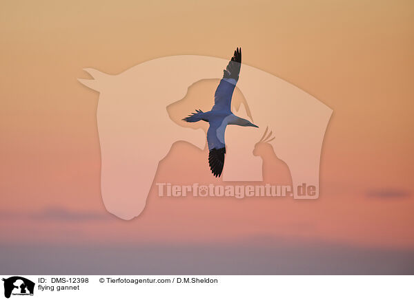 fliegender Basstlpel / flying gannet / DMS-12398
