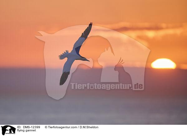 fliegender Basstlpel / flying gannet / DMS-12399