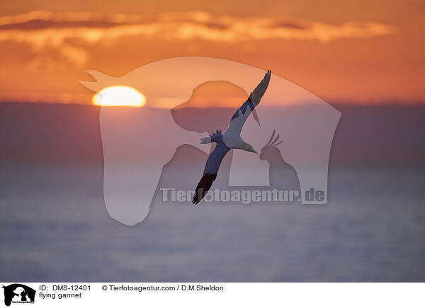 fliegender Basstlpel / flying gannet / DMS-12401