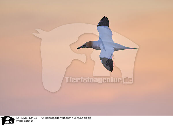 fliegender Basstölpel / flying gannet / DMS-12402