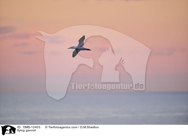 fliegender Basstlpel / flying gannet / DMS-12403