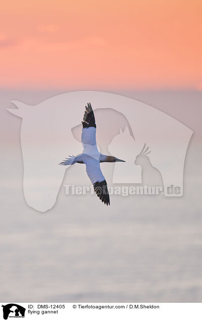 fliegender Basstlpel / flying gannet / DMS-12405