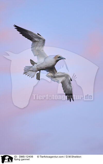 fliegender Basstlpel / flying gannet / DMS-12406