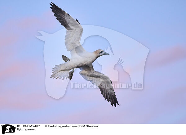 fliegender Basstlpel / flying gannet / DMS-12407