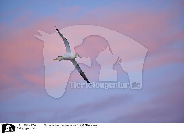 fliegender Basstlpel / flying gannet / DMS-12408