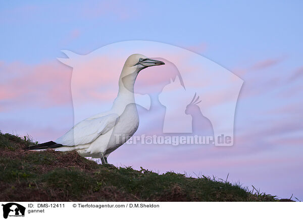 Basstlpel / gannet / DMS-12411