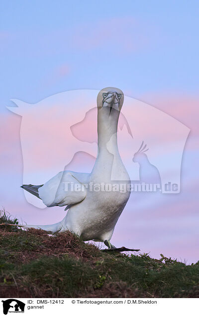 Basstlpel / gannet / DMS-12412