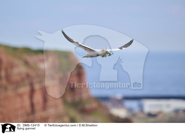 flying gannet / DMS-12415
