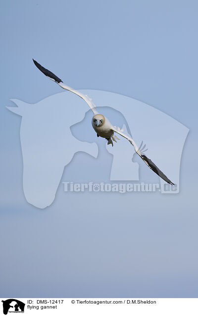 fliegender Basstlpel / flying gannet / DMS-12417