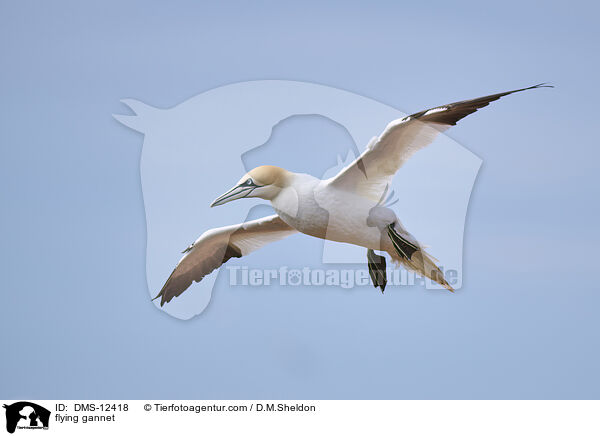 fliegender Basstlpel / flying gannet / DMS-12418