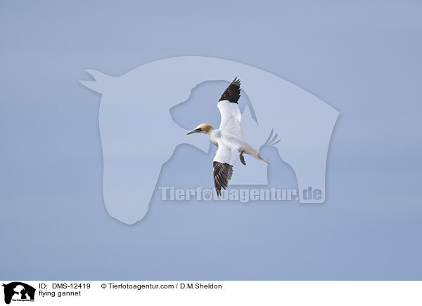 fliegender Basstlpel / flying gannet / DMS-12419