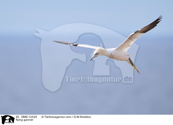 fliegender Basstlpel / flying gannet / DMS-12420