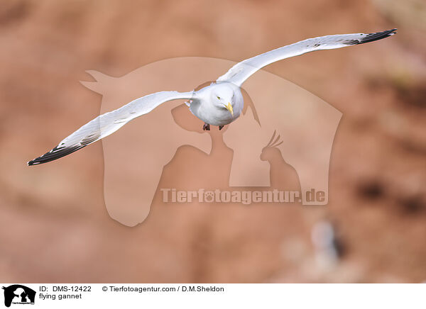 fliegender Basstlpel / flying gannet / DMS-12422