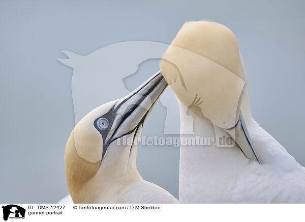 Basstlpel Portrait / gannet portrait / DMS-12427